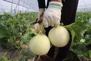 北美吃瓜团,揭秘娱乐圈背后的故事与真相