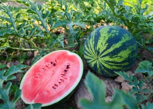 吃瓜后怎么辟邪