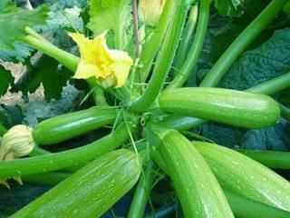 瓜萎子怎么吃有效,高效养生，健康生活