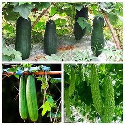 吃秋天妈妈的瓜,妈妈的味道，家的温馨