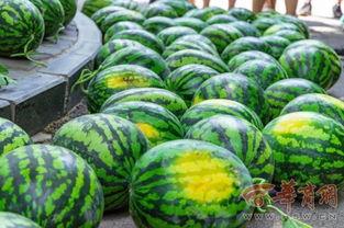 重庆机电大学吃瓜,校园吃瓜风云录