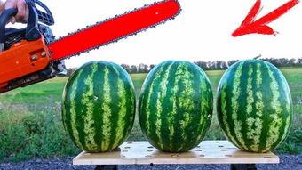 特效吃瓜比赛,一场视觉盛宴与味蕾挑战的巅峰对决